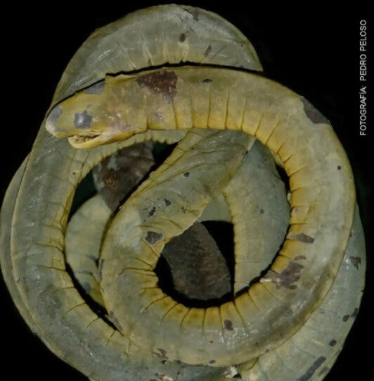 Anfíbio semelhante à minhoca é encontrado pela primeira vez no Peru