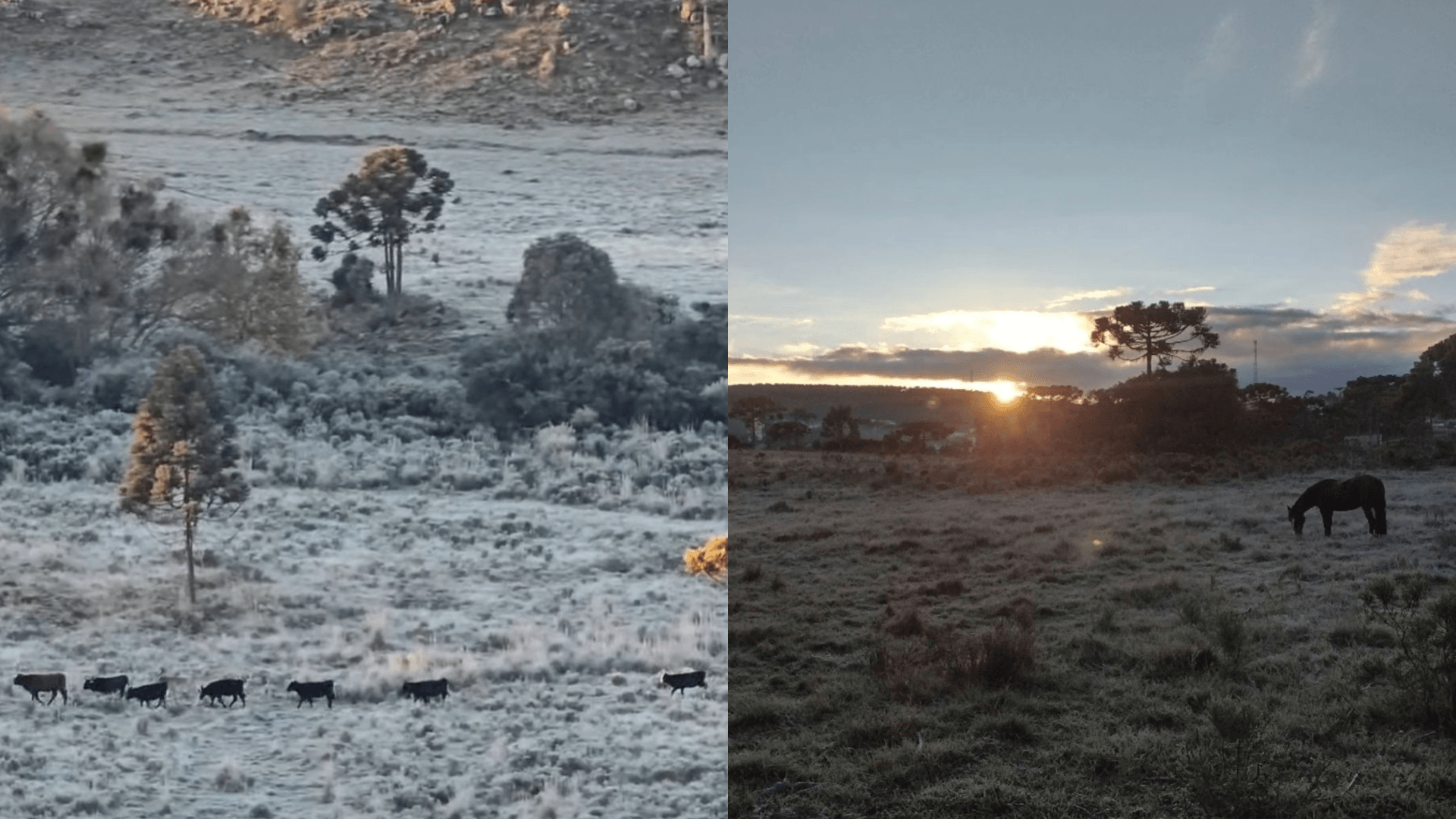 “Caçador de geada” embarca em aventura por paisagens congelantes em SC