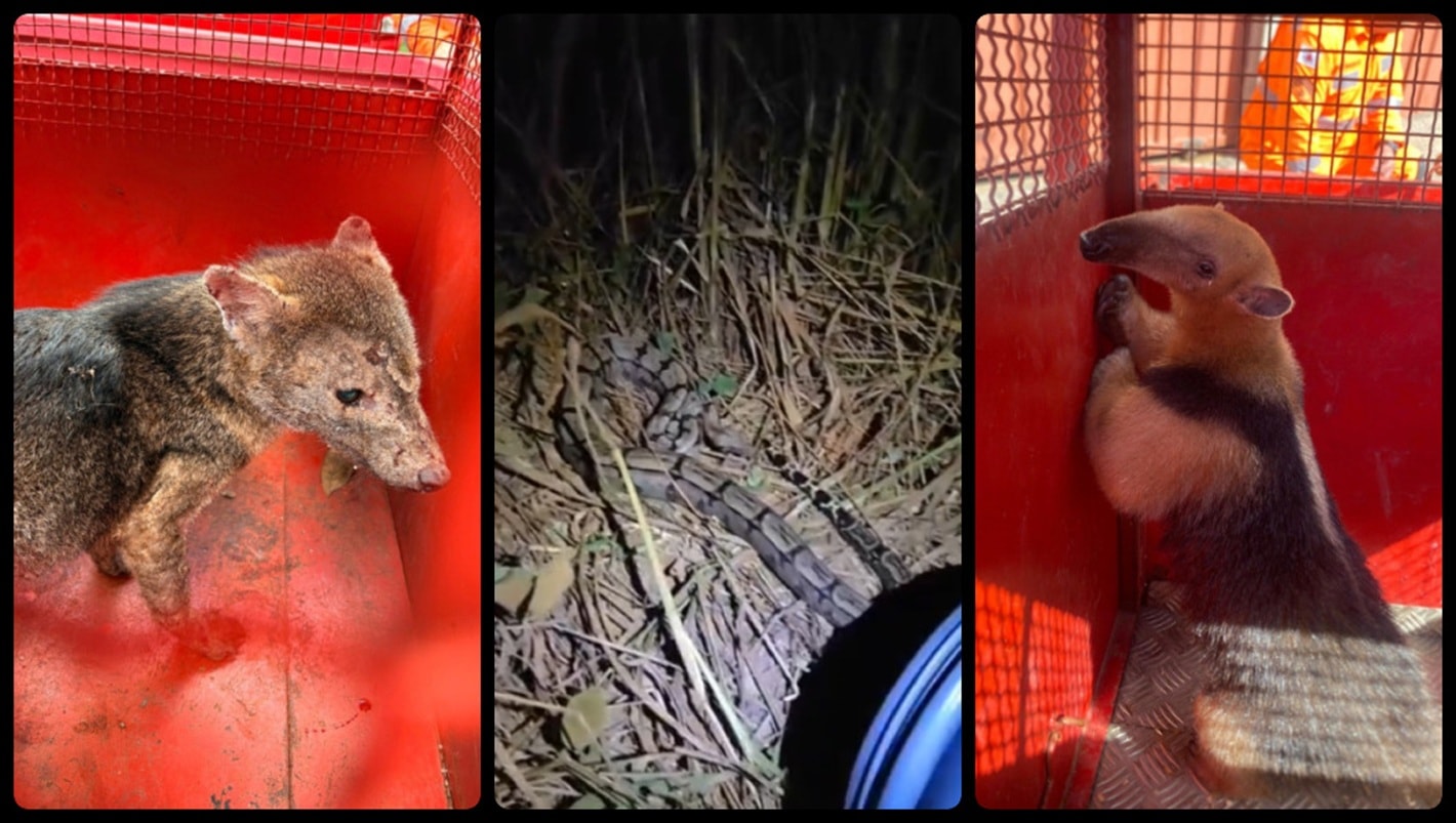 Resgates inusitados: bombeiros salvam 3 animais silvestres em MG. Vídeo