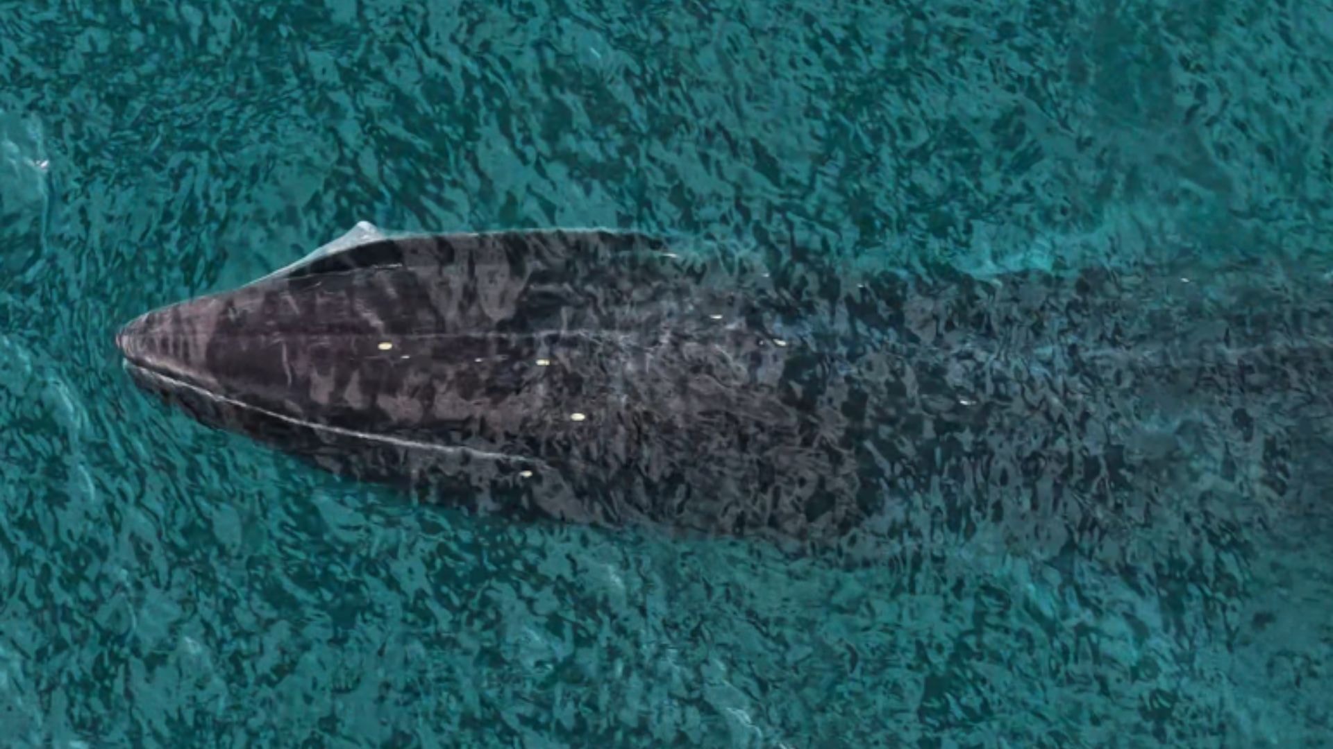 Mulher se muda para farol desativado na Noruega e monitora baleias solitárias