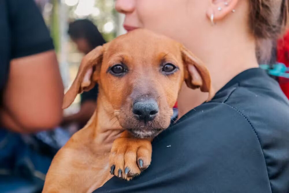 Animais domésticos também pedem atenção especial durante o verão amazônico