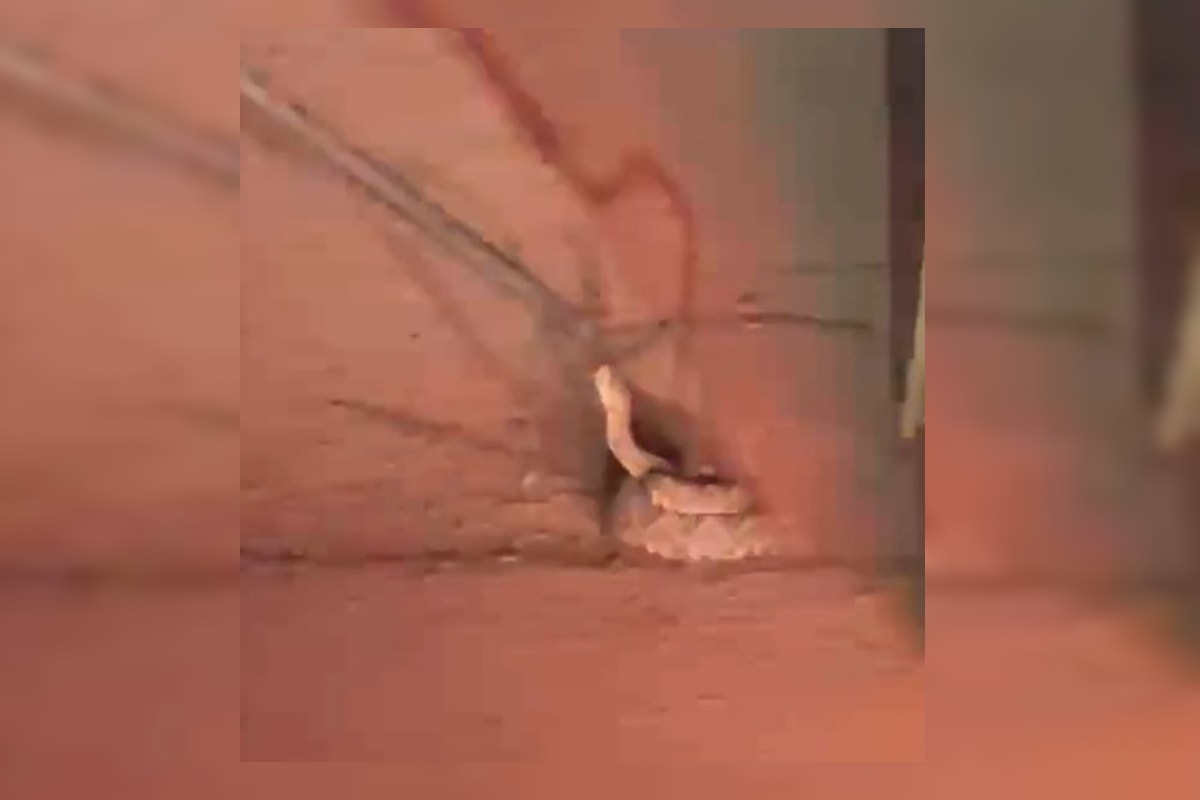 Pronta para o bote: cascavel é resgatada no meio da rua no DF. Veja vídeo