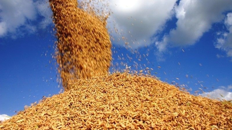 Preços ao produtor interrompem 3 meses de queda e sobem 0,36% em agosto