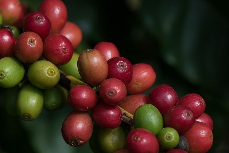 Café arábica recua em Nova York com avanço da colheita no Brasil