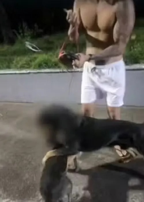 Ataques de rottweiler geram pânico e mobilizam a polícia em Salvador