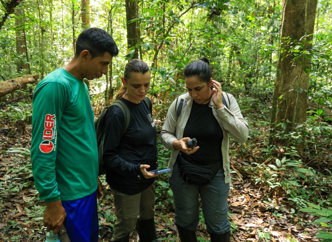 Projeto fortalece o manejo de castanha-da-amazônia na Flona de Caxiuanã, no Pará