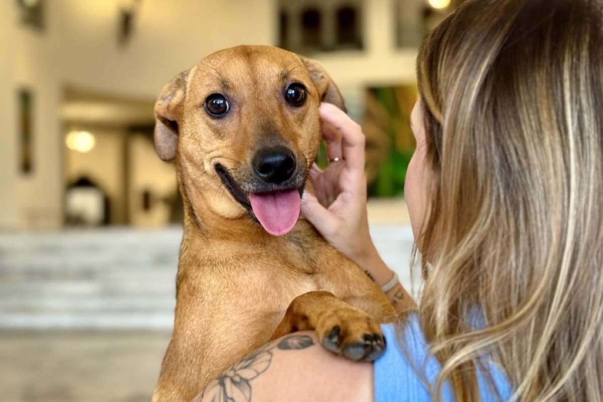 Além da saúde mental, ansiedade de separação impacta a imunidade do pet