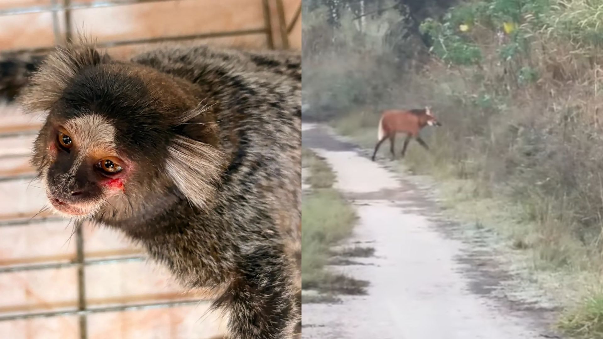 Público pode escolher nomes de filhotes de lobos do Zoo de SP; saiba como