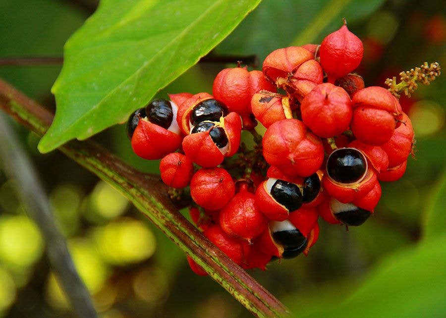 Pesquisadores desenvolvem projeto sustentável para extrair cafeína da casca do guaraná