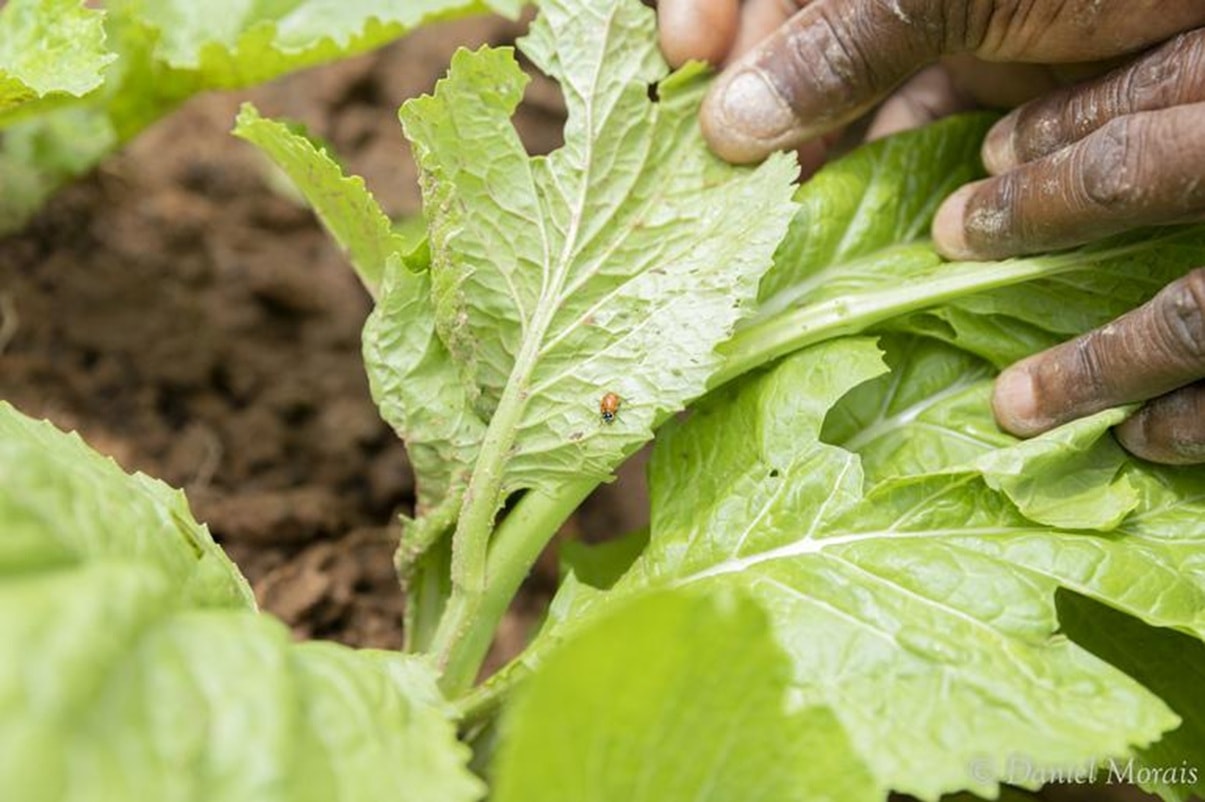 Curso de agroecologia tem 200 vagas gratuitas em Belo Horizonte