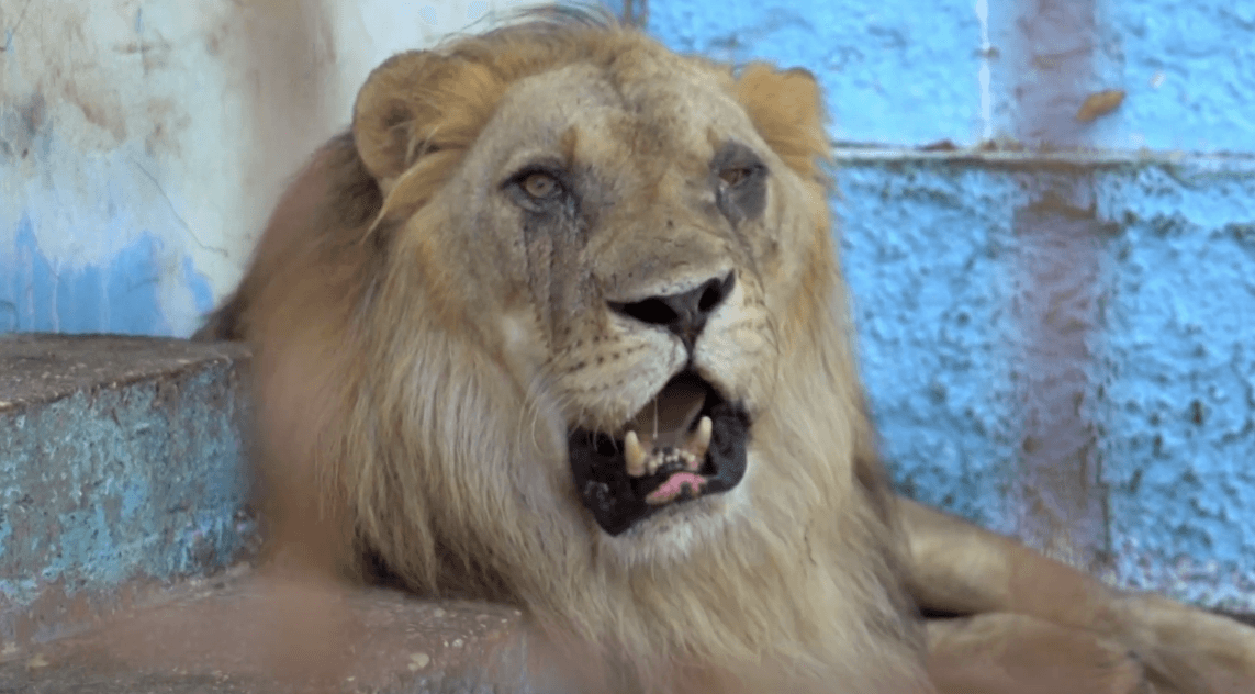 Araras retribuem carinho com visitas diárias à janela de mulher que conquistou sua confiança; entenda por que há tantas aves dessa espécie na Venezuela