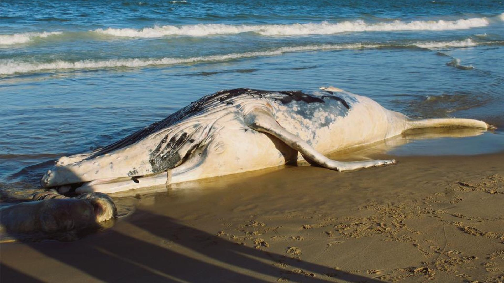 Baleia jubarte fica presa em rede de pesca e quase morre em Niterói