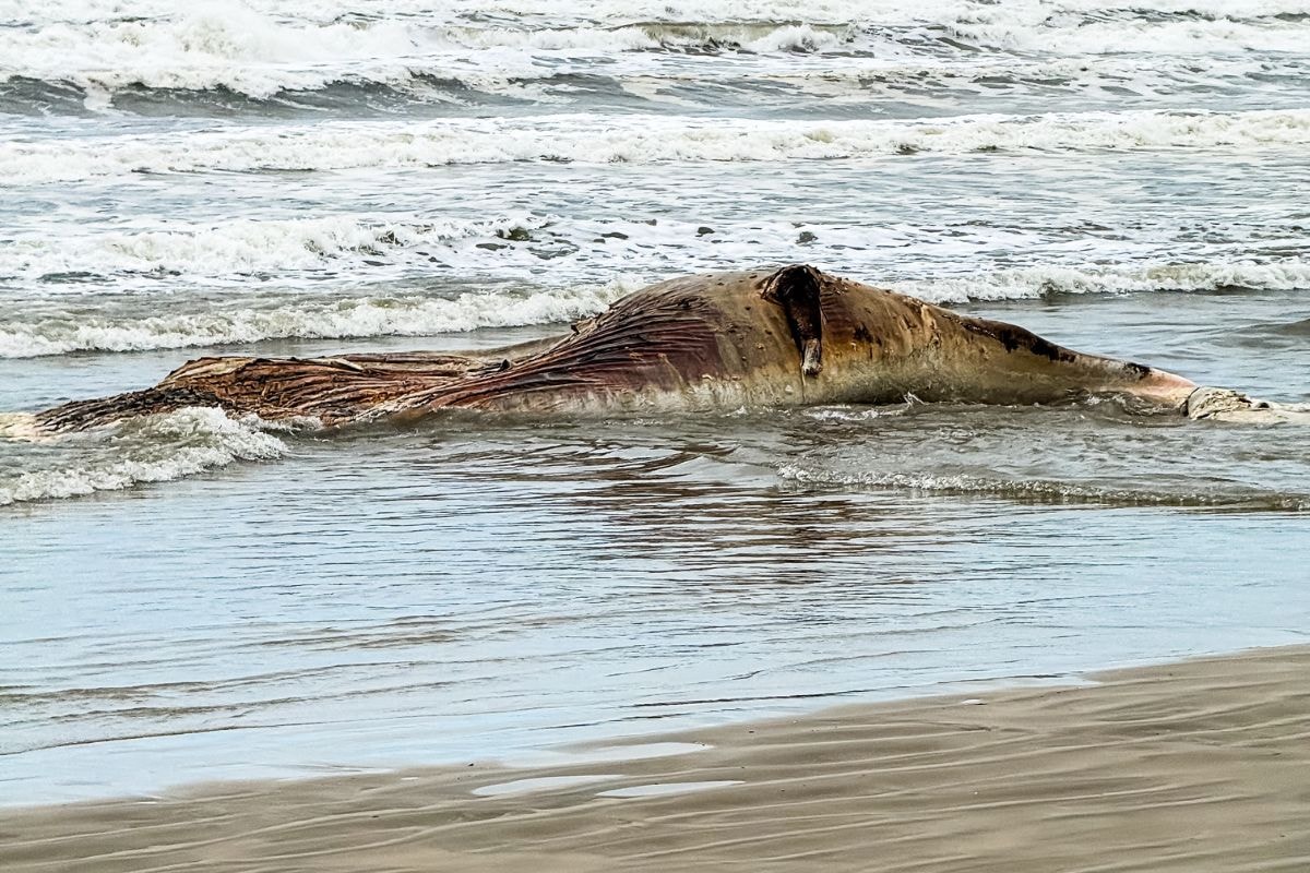 Baleia-jubarte é encontrada morta à beira-mar em praia de Mongaguá