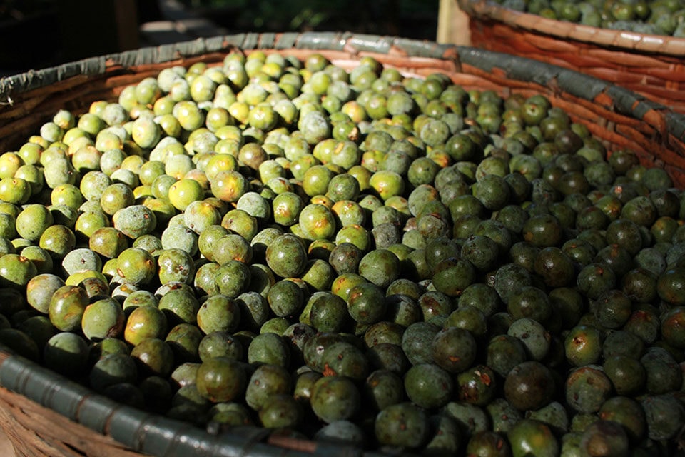 Genoma do açaí é sequenciado pela primeira vez por pesquisadores da Amazônia