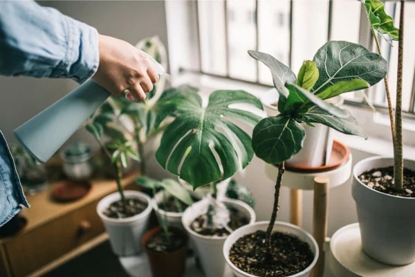 Plantas exigem cuidados especiais durante o inverno; veja quais