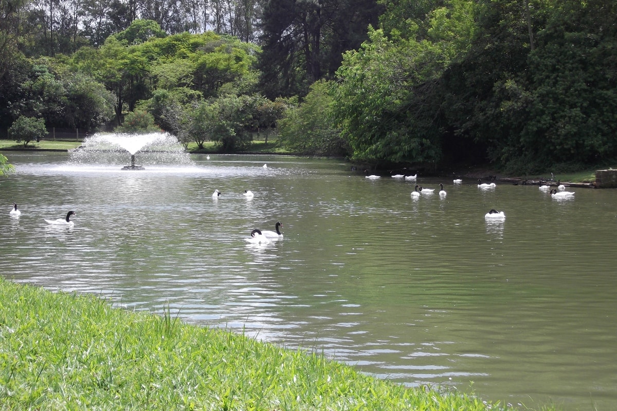 RS: zoo mantém suspensão de visitas após morte de 36 aves em 2 semanas