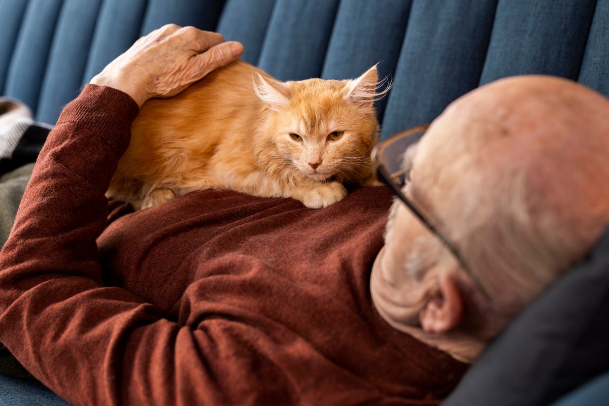 "Amassar pãozinho" significa mais do que afeto entre gatos e seus tutores