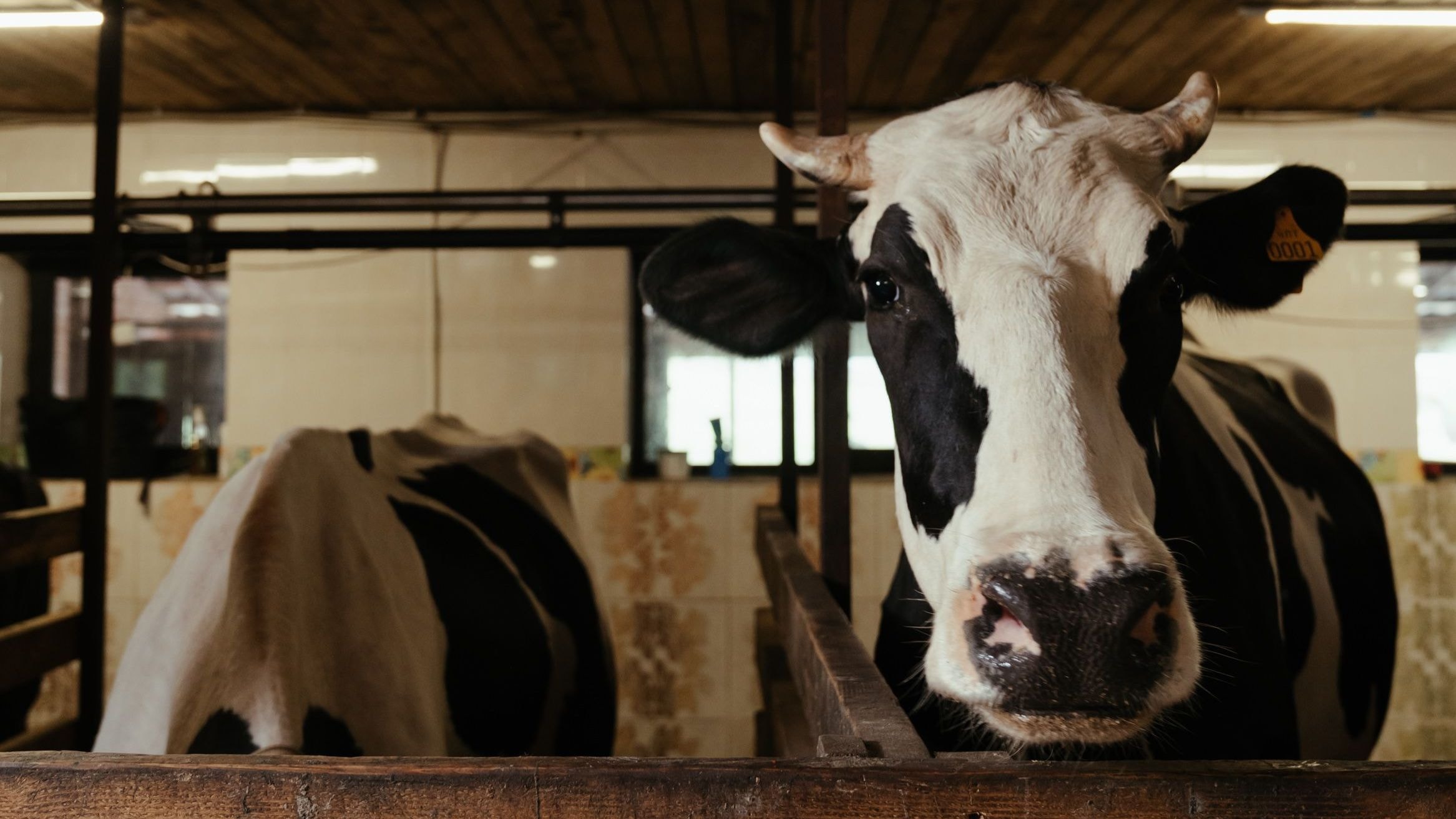 Boi pode aprender com outro boi? Comportamento de um animal ajuda a explicar como o rebanho toma decisões