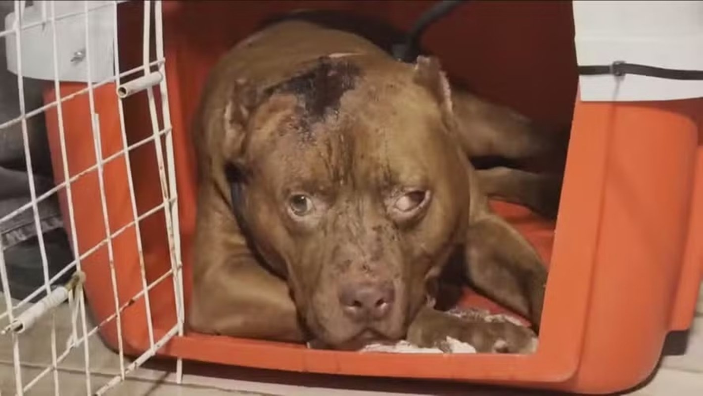 Menina de 3 anos morre após ser atacada por pit-bull na zona oeste do Rio