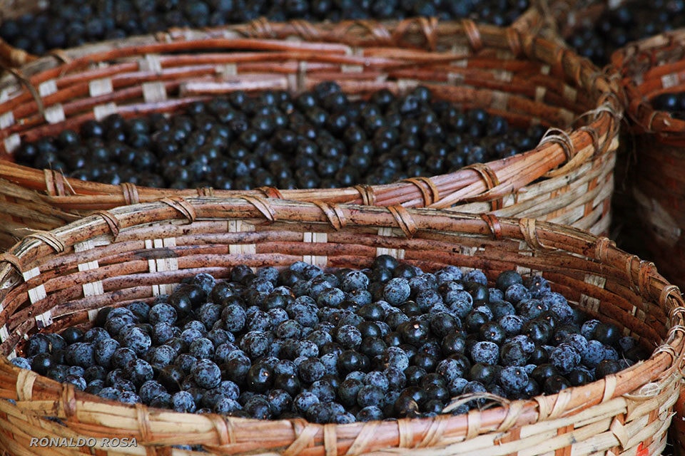 Da copaíba ao mastruz: conheça algumas das plantas medicinais mais estudadas na Amazônia