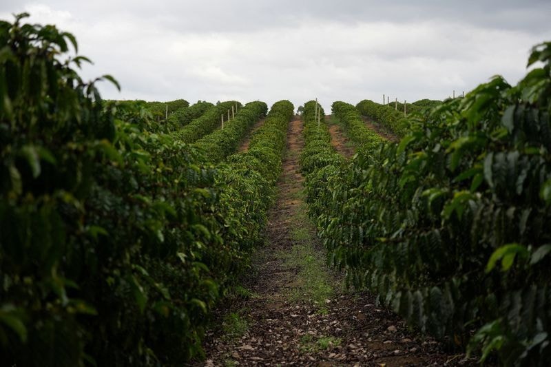 Vietnã quer vender menos commodity e mais café processado
