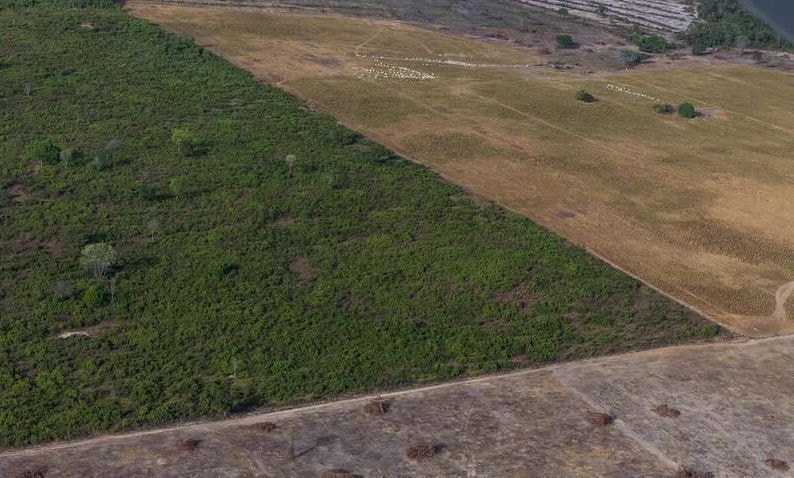 Amazonas tem maior número de terras indígenas sob pressão do desmatamento
