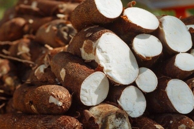 Safra de macaxeira em Roraima sofre com seca e afeta produção de farinha