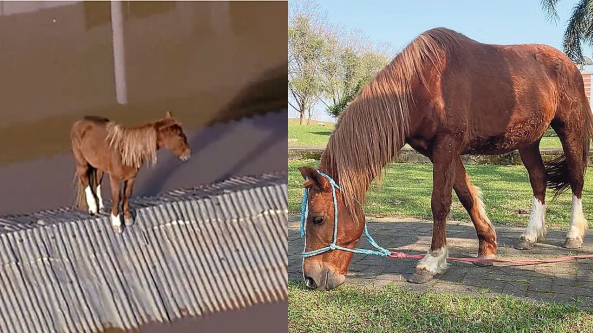 “O pior cão de guarda”: câmera de segurança flagra reação hilária de golden retriever ao ver ladrão invadindo casa