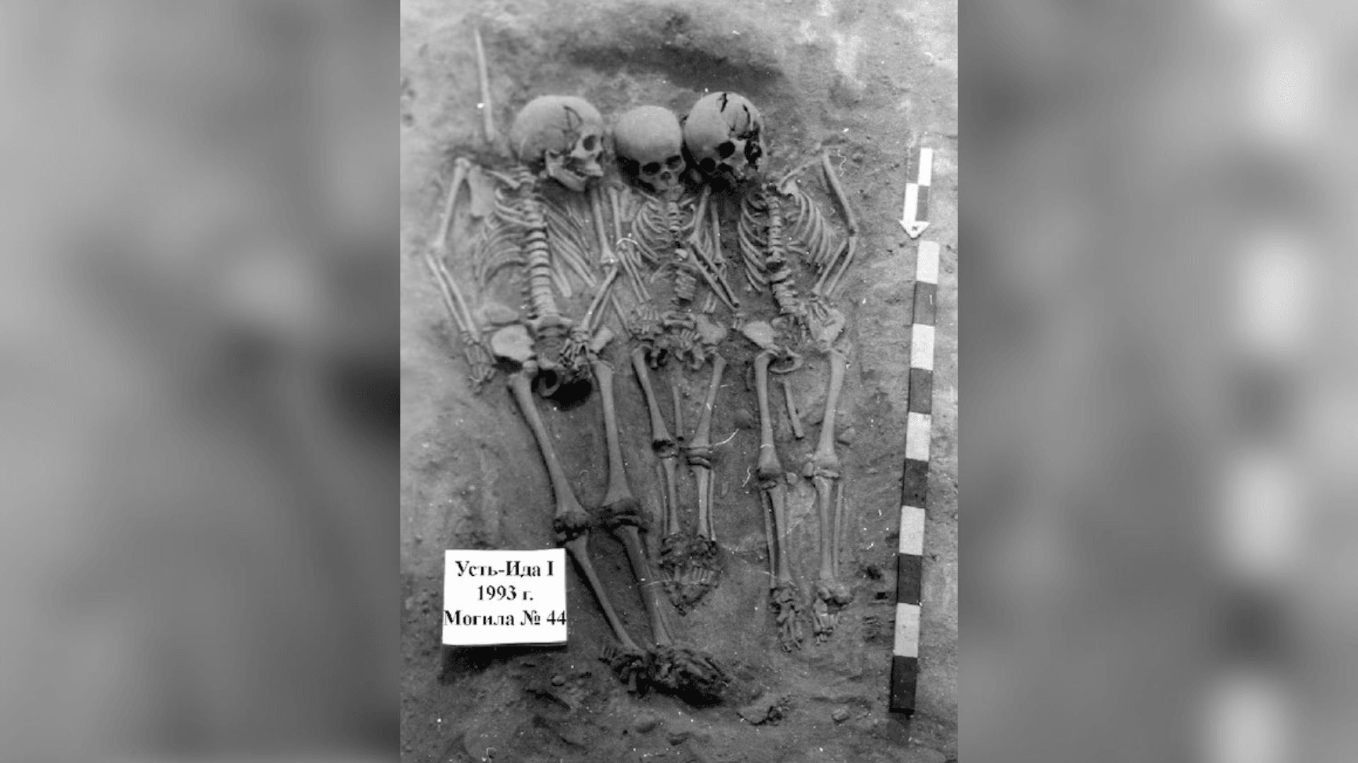 Cocô de 700 mil anos revela que esquilos comiam mamutes e baleias