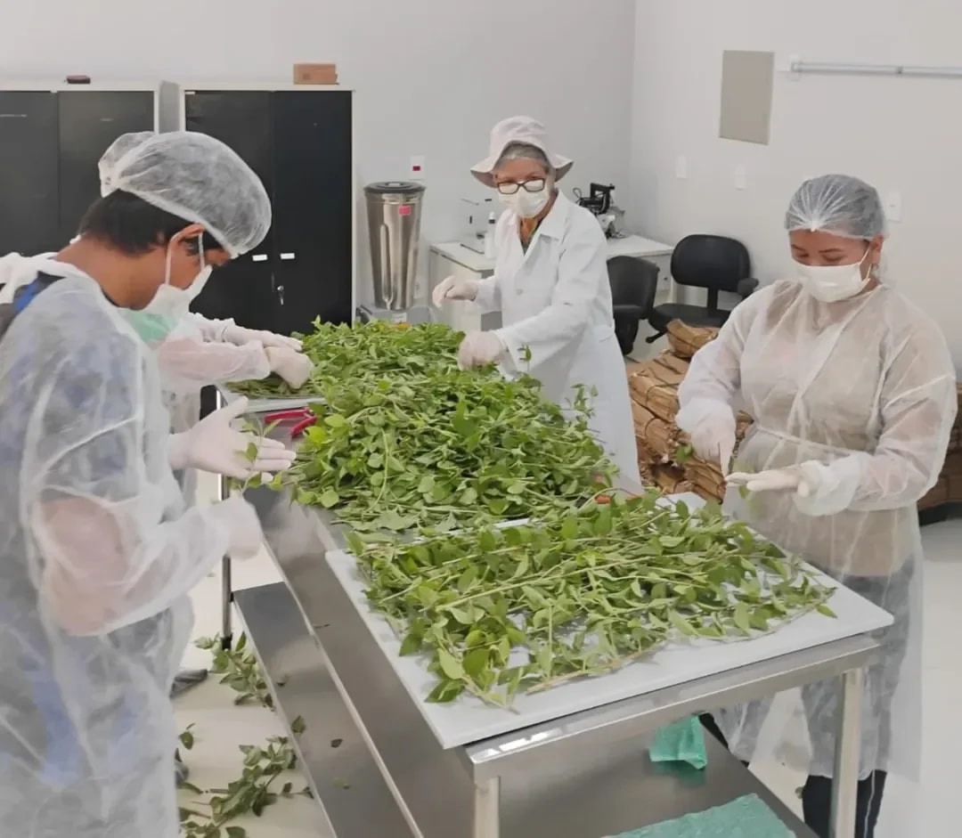 Projeto da Ufopa sobre uso de plantas medicinais é aprovado em chamada nacional do MS