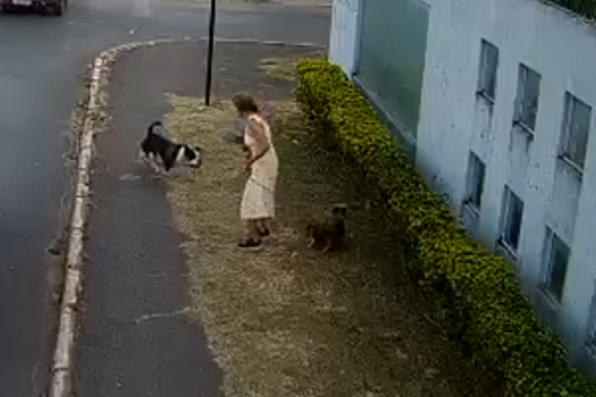 Cachorro é atacado brutalmente no Guará e fica em estado grave