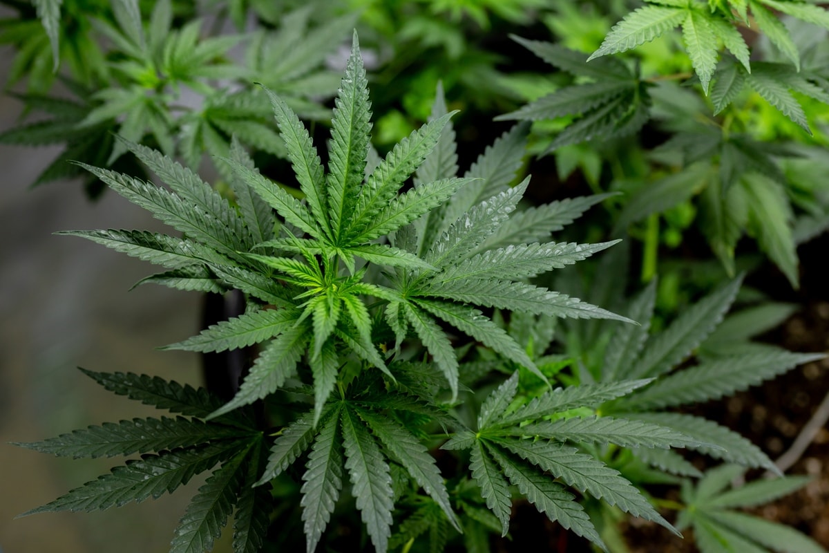 Trump reclassifica maconha como substância menos perigosa. Entenda