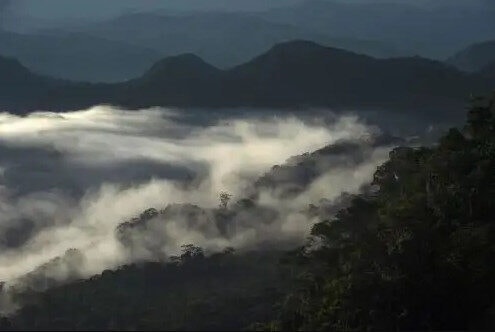Andes peruanos abrigarão espécies migratórias da Amazônia devido às mudanças climáticas