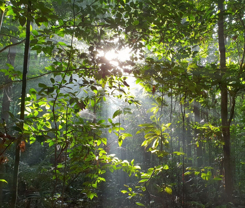 Plataforma amplia acesso ao programa Floresta+ Amazônia para povos e comunidades tradicionais