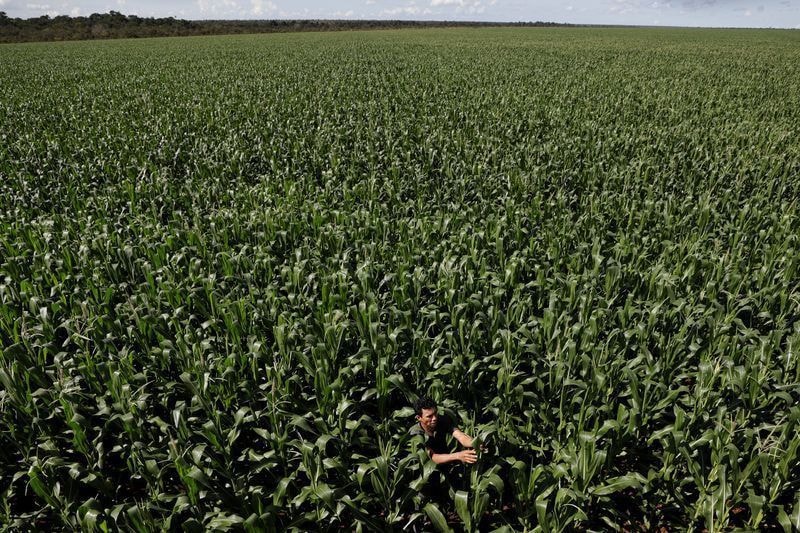 Colheita de milho do Brasil tem avanço para 84,4%, diz Pátria AgroNegócios