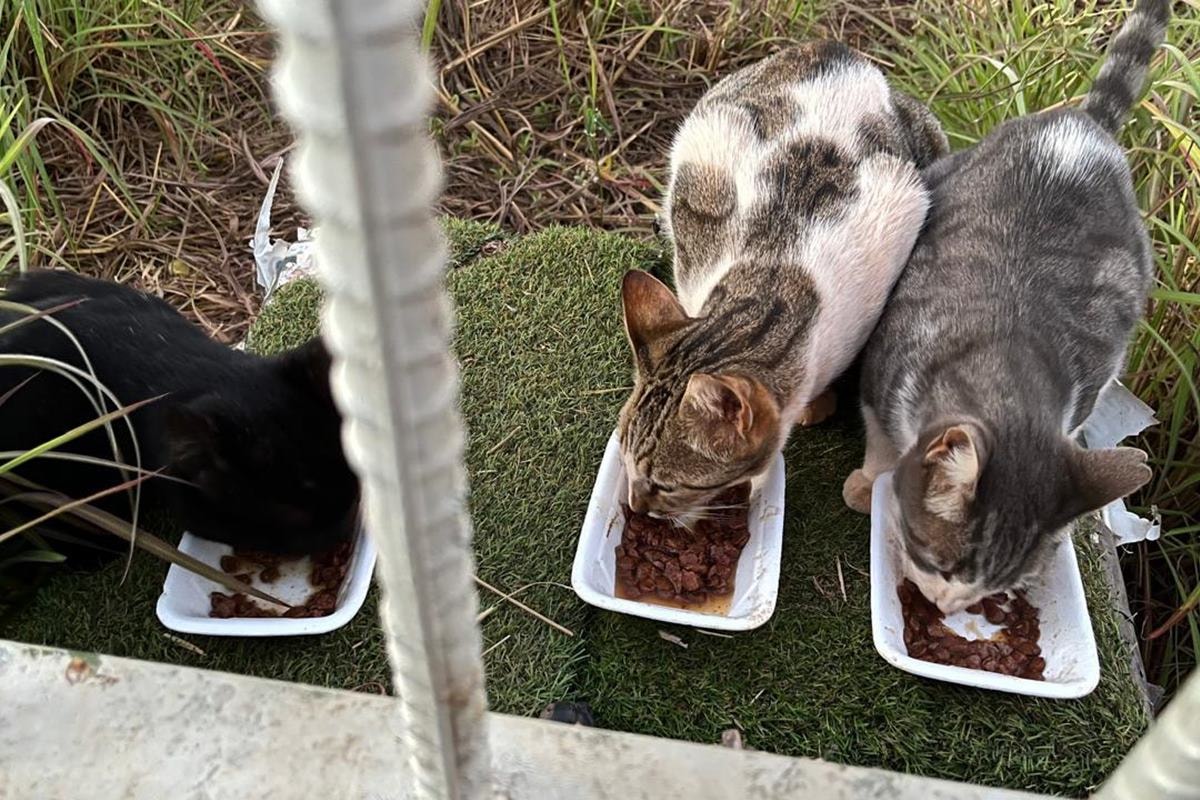 Mulheres são condenadas por alimentar gatos em condomínio no DF