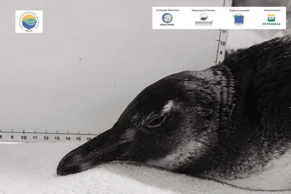 Longe de Madagascar: filhote de pinguim perdido é resgatado em Ubatuba