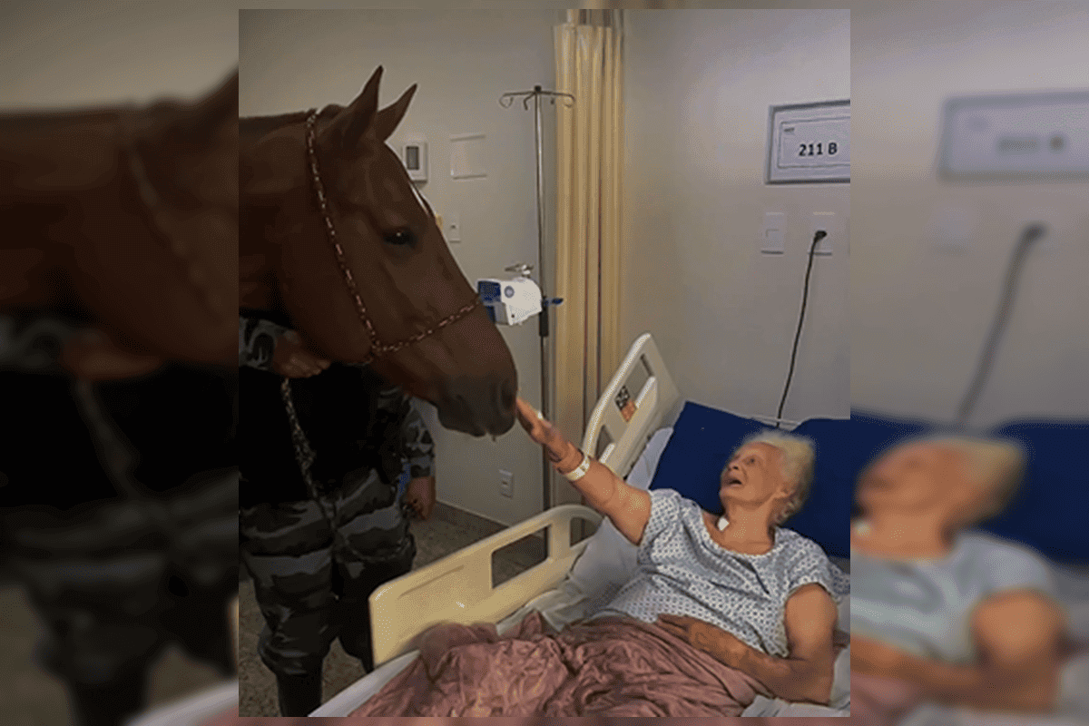 Cavalo da PMGO visita hospital e ajuda na recuperação de pacientes