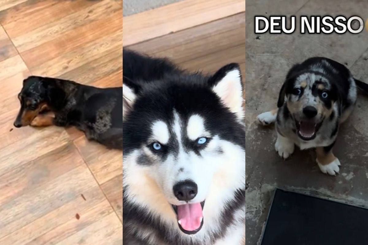Mistura de husky com cão salsicha gera filhotes de aparência única