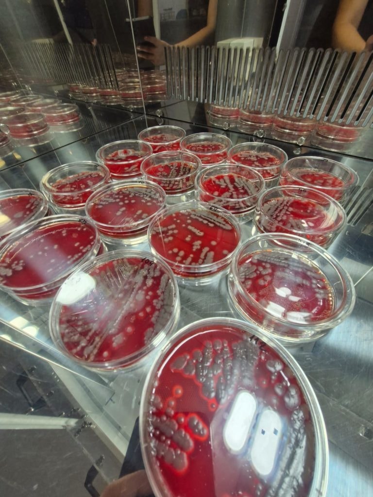 Pesquisadores usam extrato de planta amazônica para frear infecção em peixes
