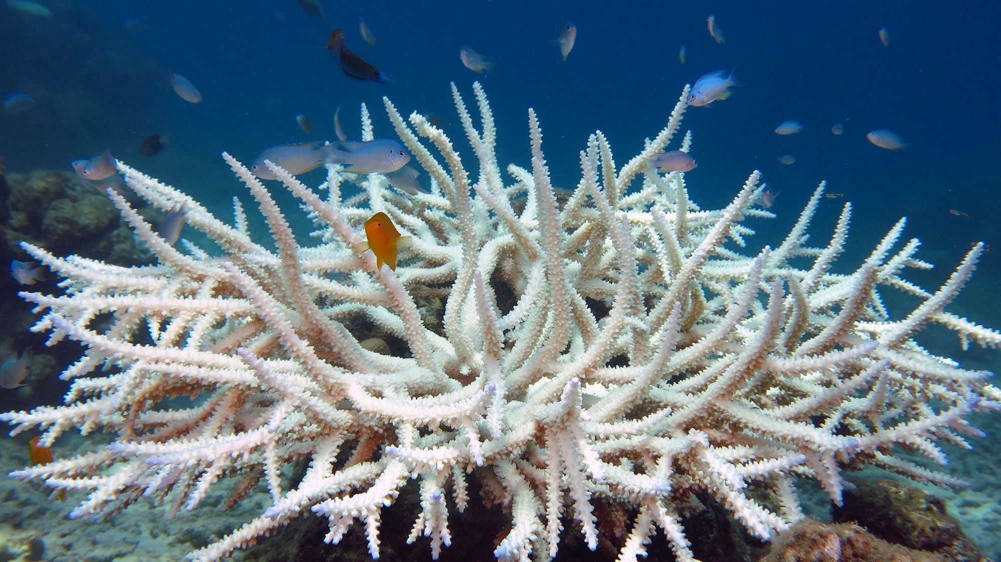 Cientistas jogaram soda cáustica no oceano. Resultados surpreenderam ao mostrar elevação da capacidade de absorver o excesso de CO2