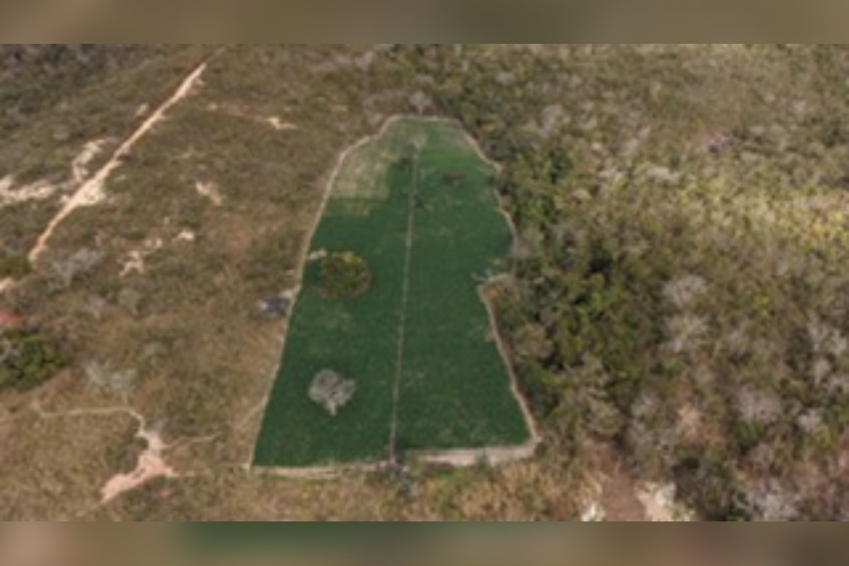 Polícia descobre plantação com 40 mil pés de maconha em fazenda de MG