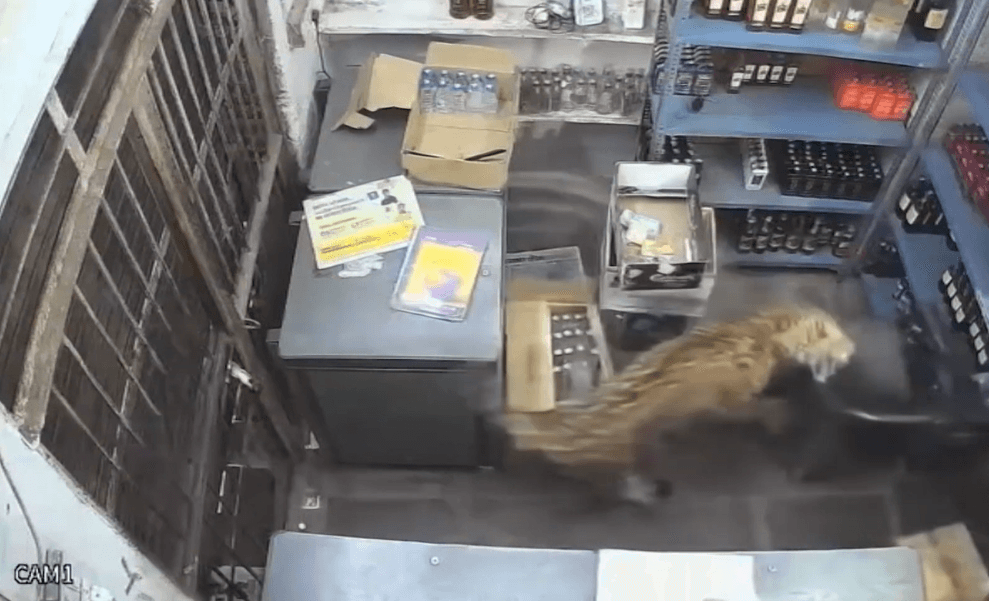 Homem fica gravemente ferido após pular em recinto de tigres no Reino Unido