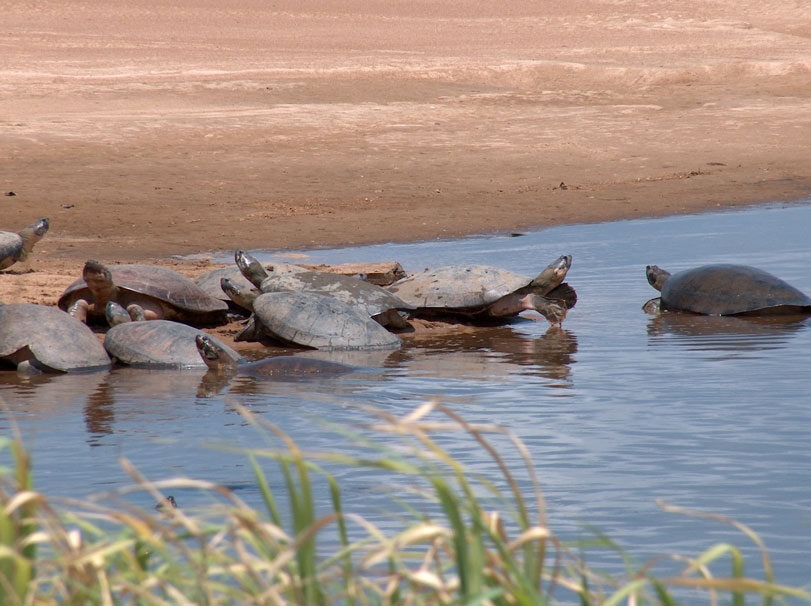 Justiça Federal determina proteção de tartarugas no baixo Rio Xingu, no Pará