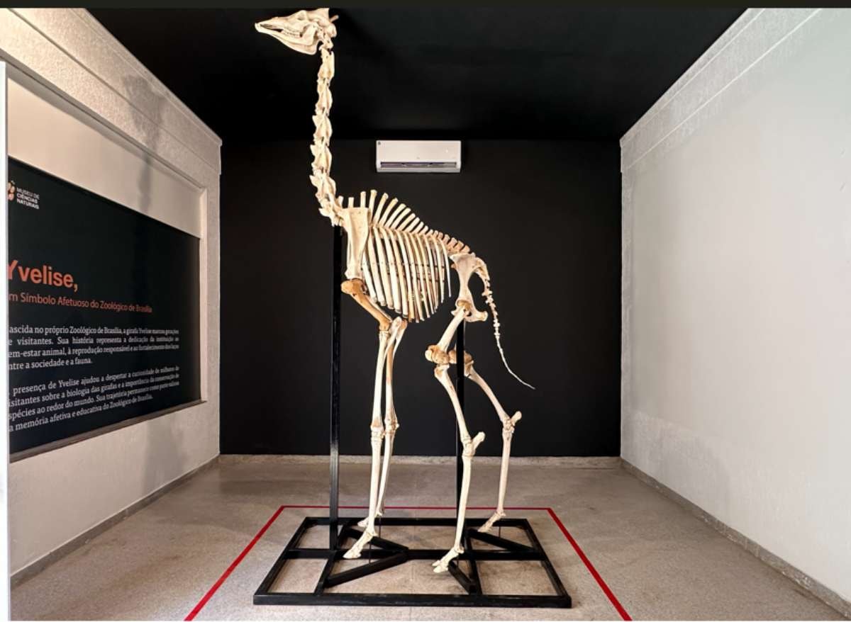 Zoológico de Brasília reinaugura Museu de Ciências Naturais; fotos