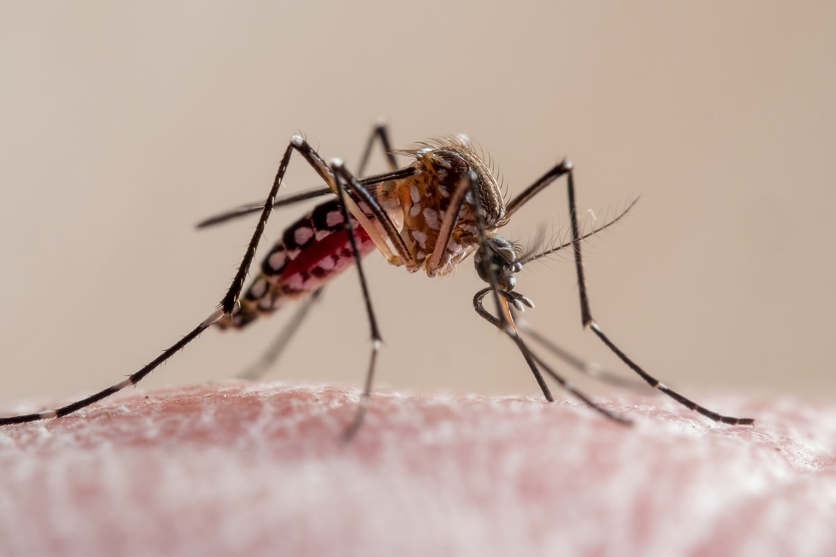 Mosquitos são mais atraídos por odores masculinos e bactérias da pele