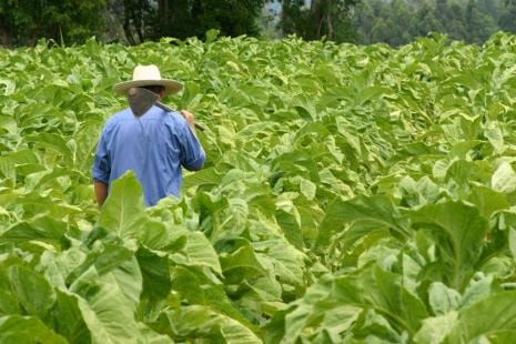 Governo lança Plano Safra 26/27 com destinação de R$ 525 bi à agricultura empresarial