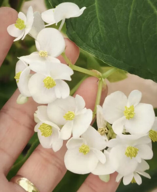 Conheça as Plantas Alimentícias Não Convencionais (PANCs) encontradas em Rondônia
