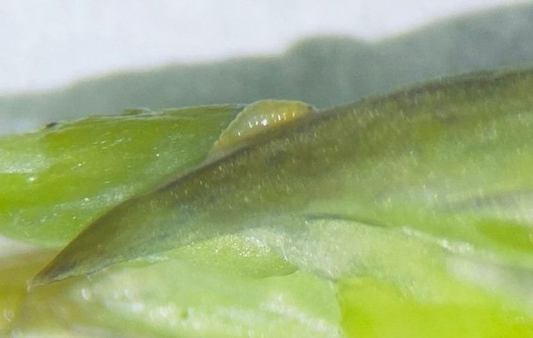 Frio e umidade impulsionam safra de cogumelos selvagens no Sul do Brasil
