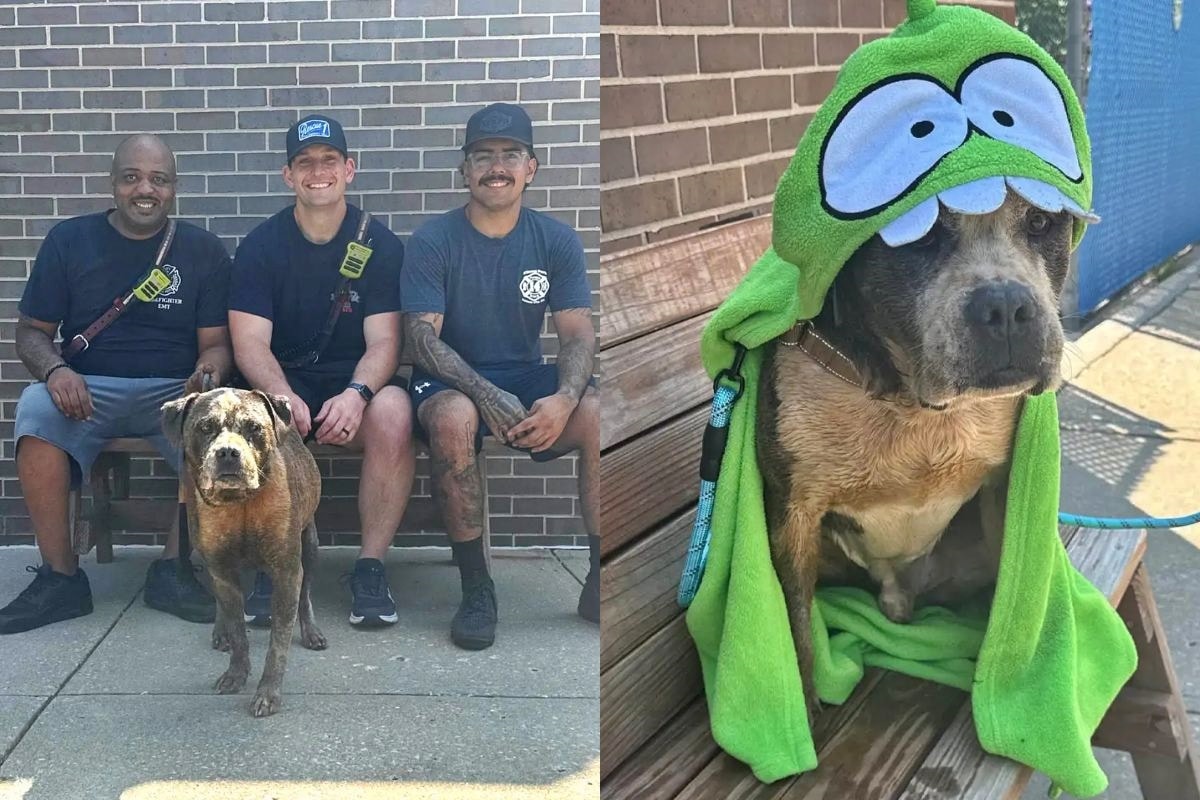 Cão se assusta com fogos de artifício e cai em poço de quase 5 metros